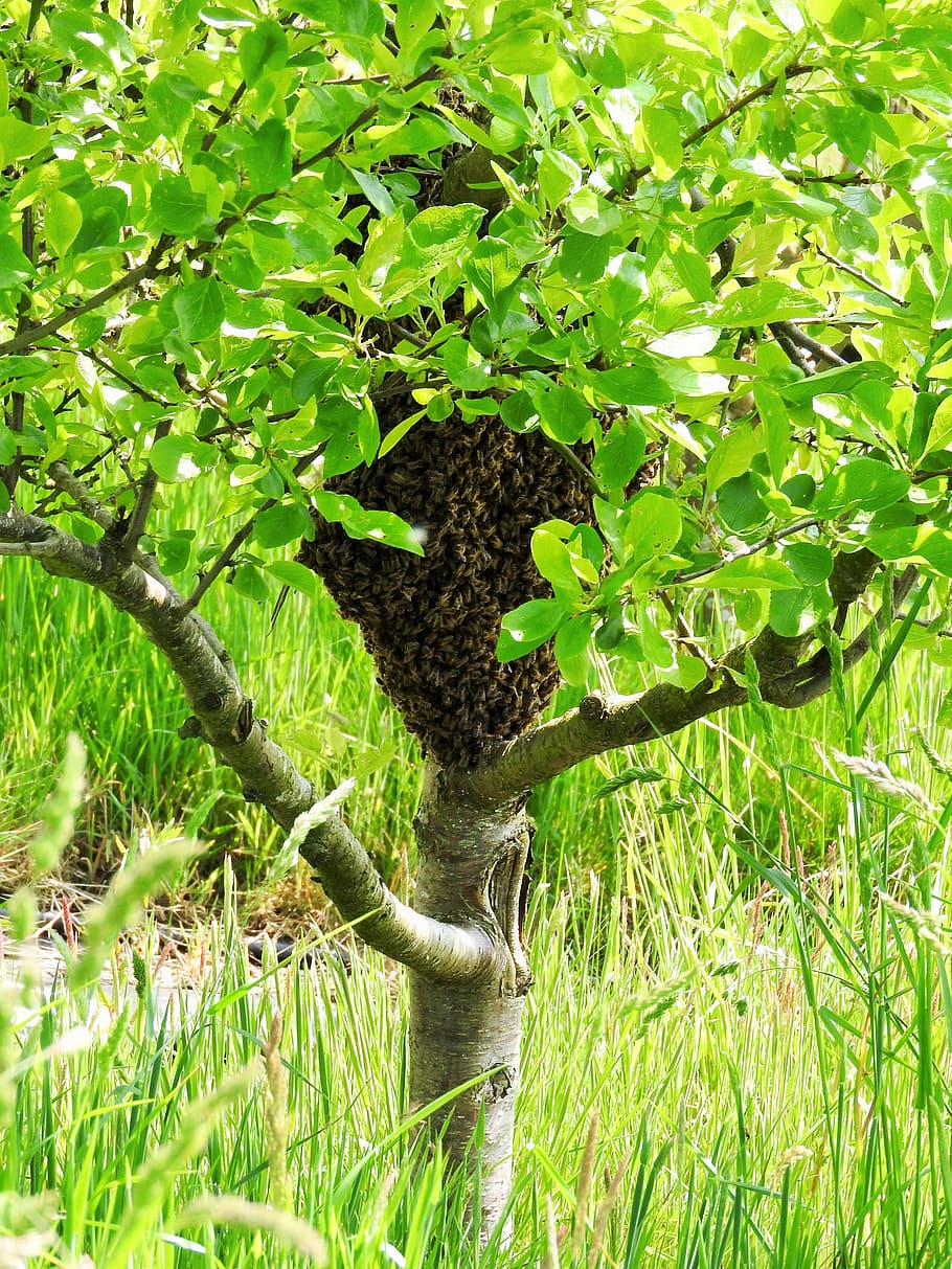 swarm, plum tree, bees, honeybees, spring, blossom, flower, HD wallpaper