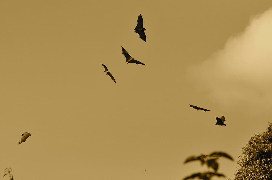 flock of birds flying under white clouds during daytime, bats HD wallpaper