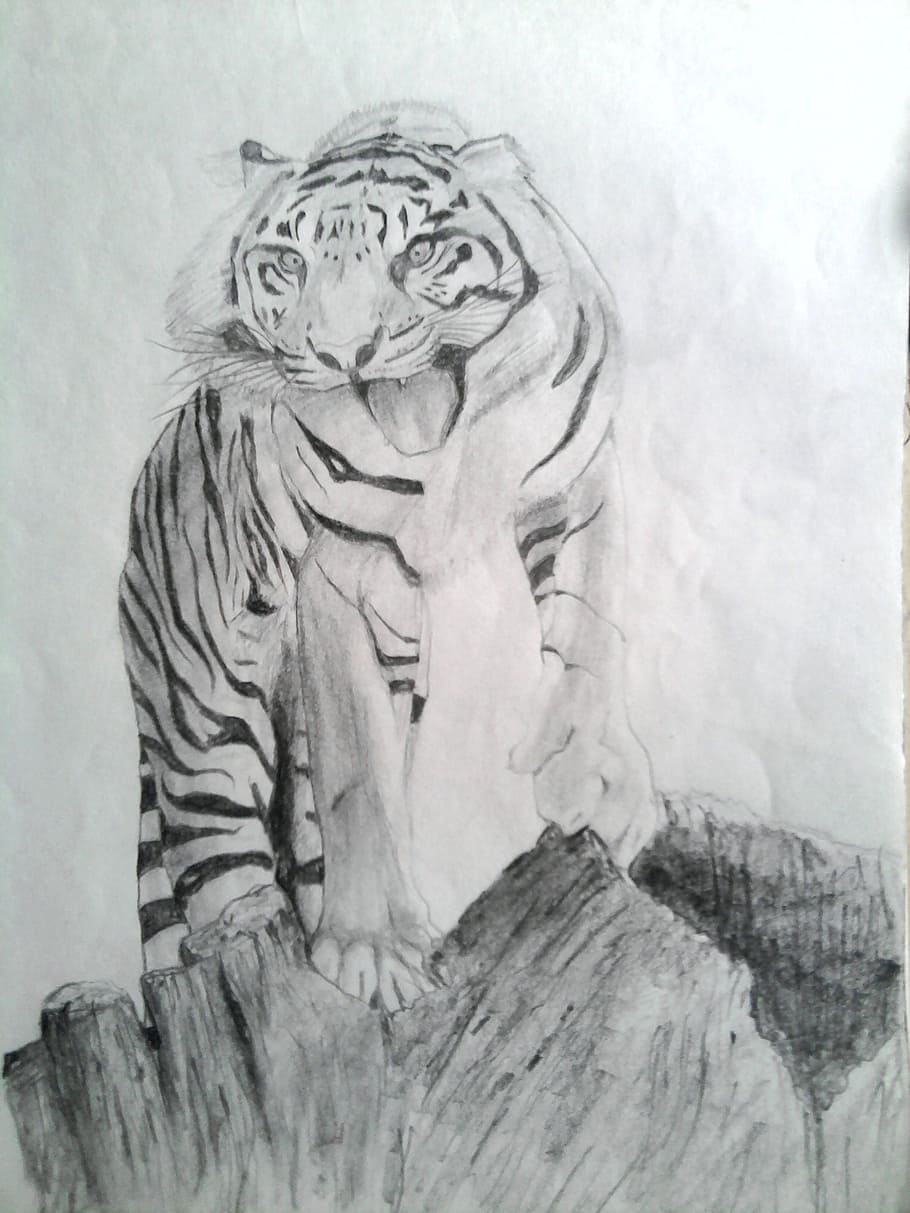 HD wallpaper: tiger, draw, pencil, shading, drawing, mammal ...