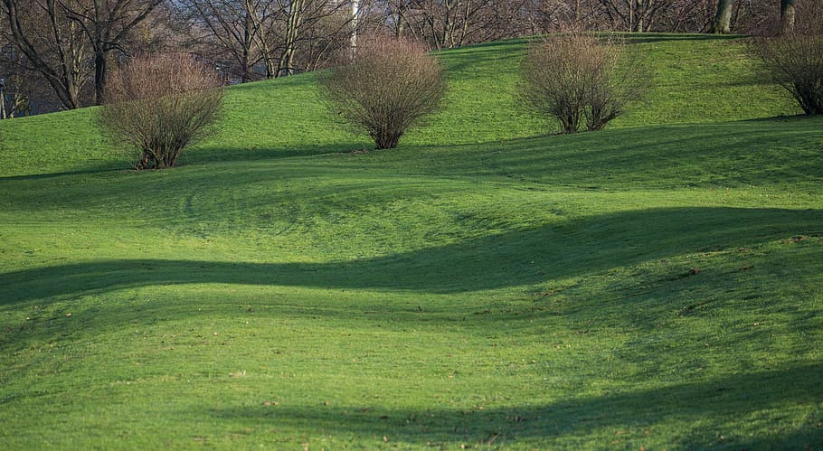 grass, nature, landscape, rush, tree, park, városliget, garden HD wallpaper