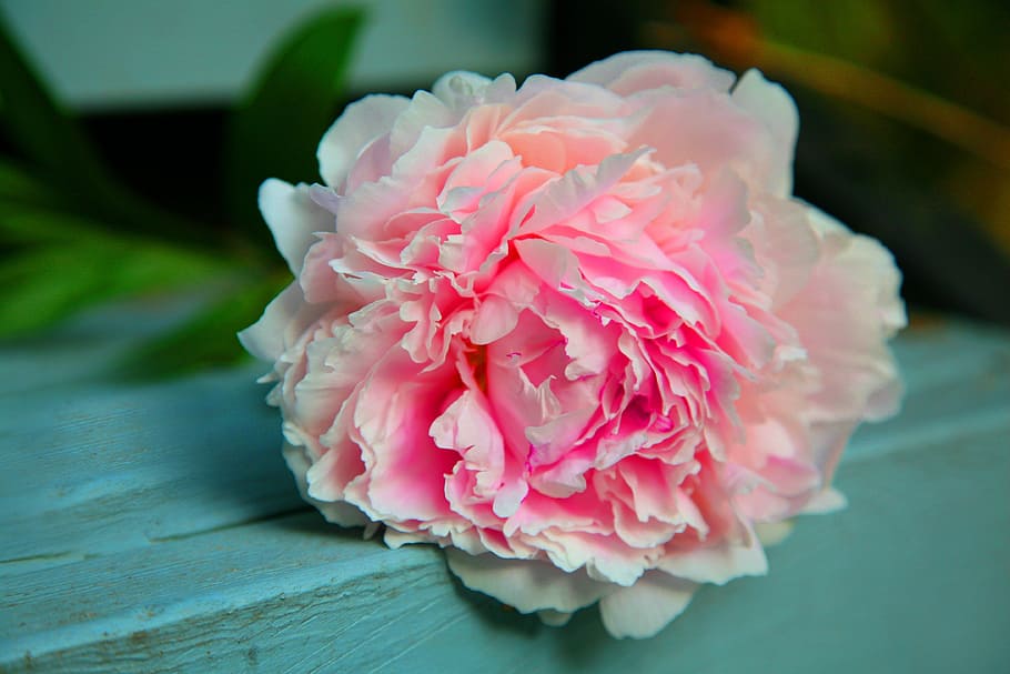 nature, garden, gift, flower, bloom, close-up, full bloom, gradation HD wallpaper