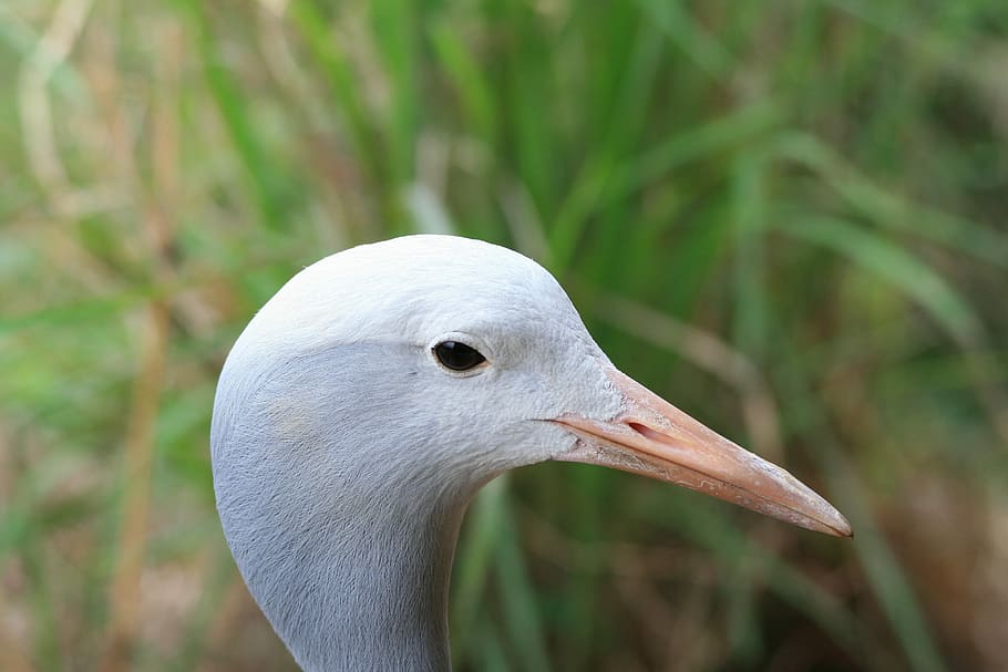 Blue Crane, Head, Face, Bird, Fly, wildlife, beak, dom, outdoor HD wallpaper