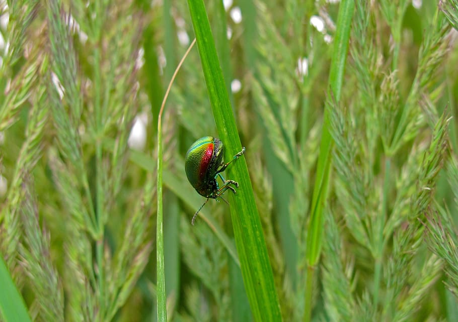 dung beetle, insect, nature, green color, plant, animal wildlife HD wallpaper