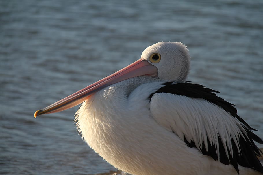 Pelican, Feather, Bird, Beak, Nature, wild, water, ocean, waterbird HD wallpaper