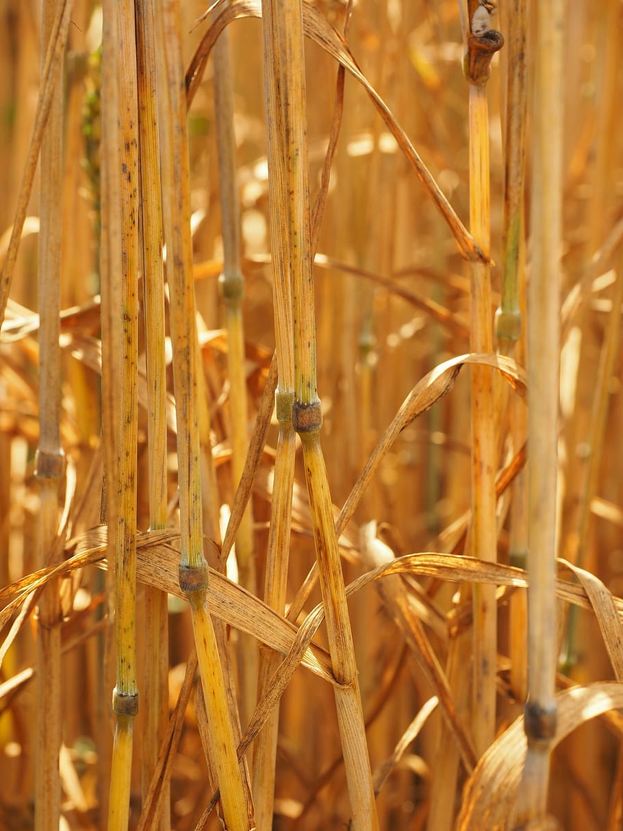 Halme, Straws, Knot, Wheat, Stalks, wheat stalks, golden yellow HD wallpaper