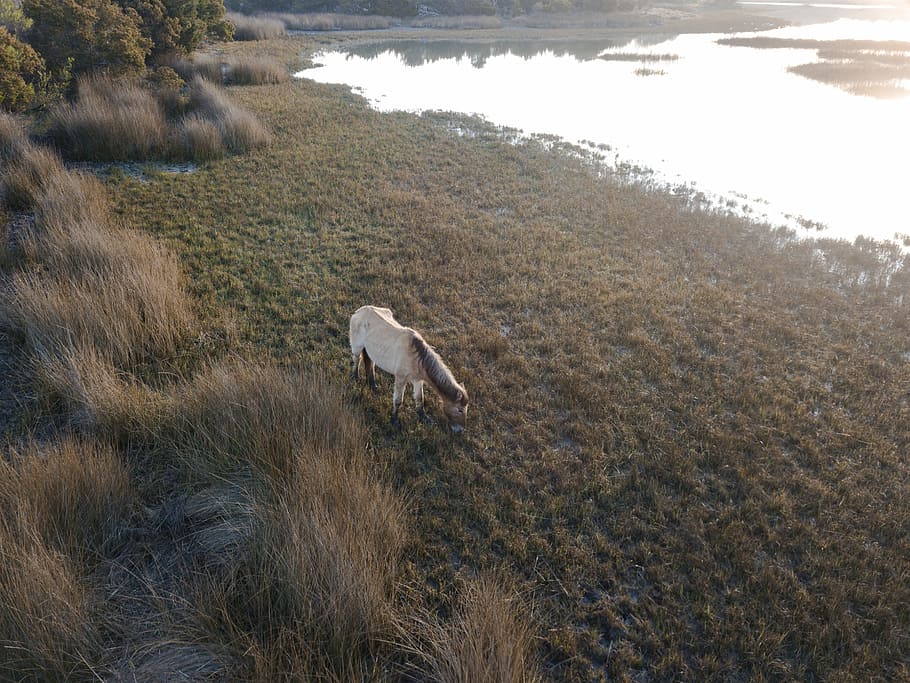 white horse eating grass near body of water, brown and white goat eating grass HD wallpaper
