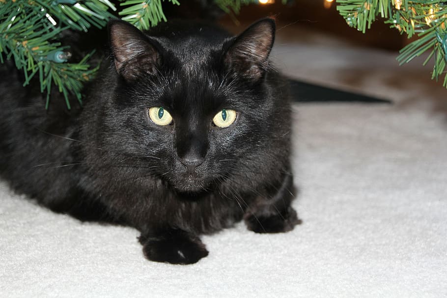 cat, black cat, kitty, mammal, domestic cat, pets, domestic animals HD wallpaper