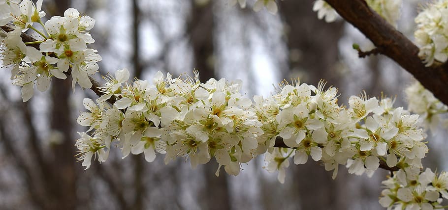 blossoms-lined branch, cherry tree, bloom, flower, nature, fruit HD wallpaper