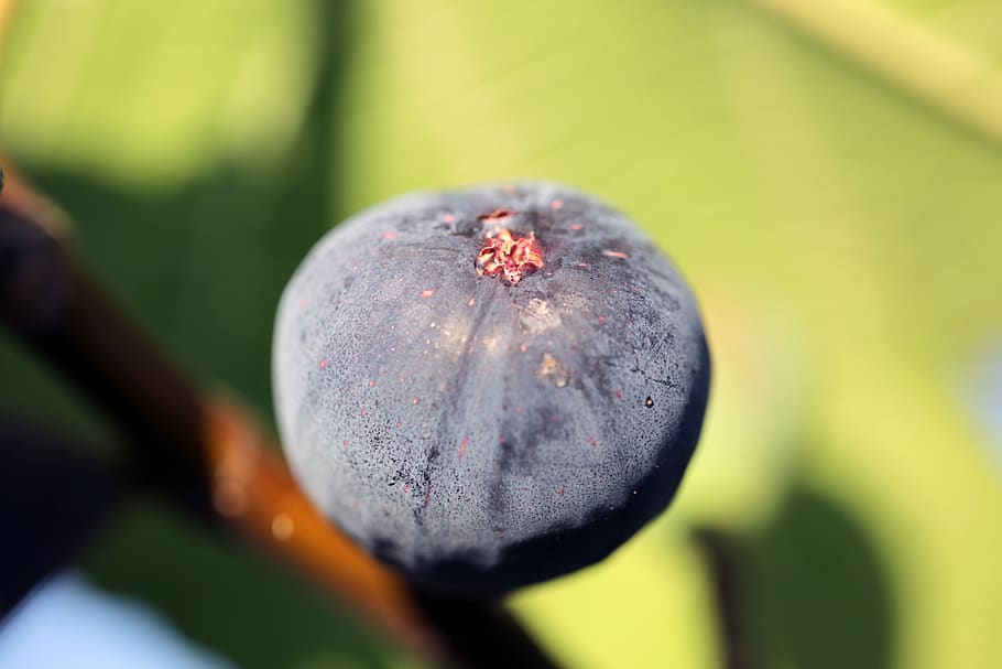 fig, nature, fruit, summer, close-up, food and drink, healthy eating HD wallpaper