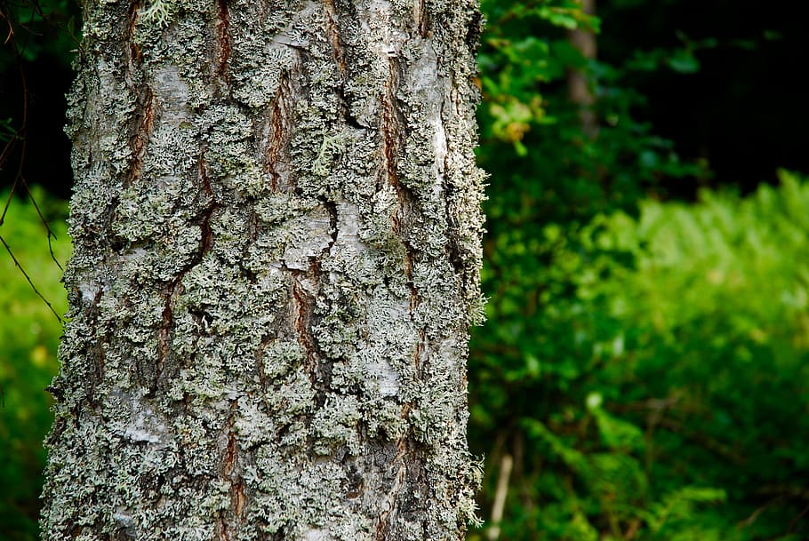 tree, forrest, trees, nature, moss, trunk, tree trunk, plant HD wallpaper