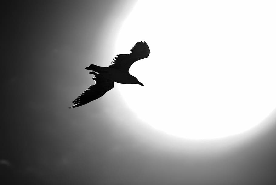 ave, sky, bird, flight, seagull, fly, wings, nature, flying HD wallpaper