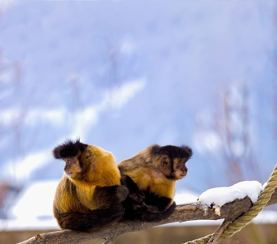 shallow focus photography of two brown-and-black monkeys, capuchin, HD wallpaper