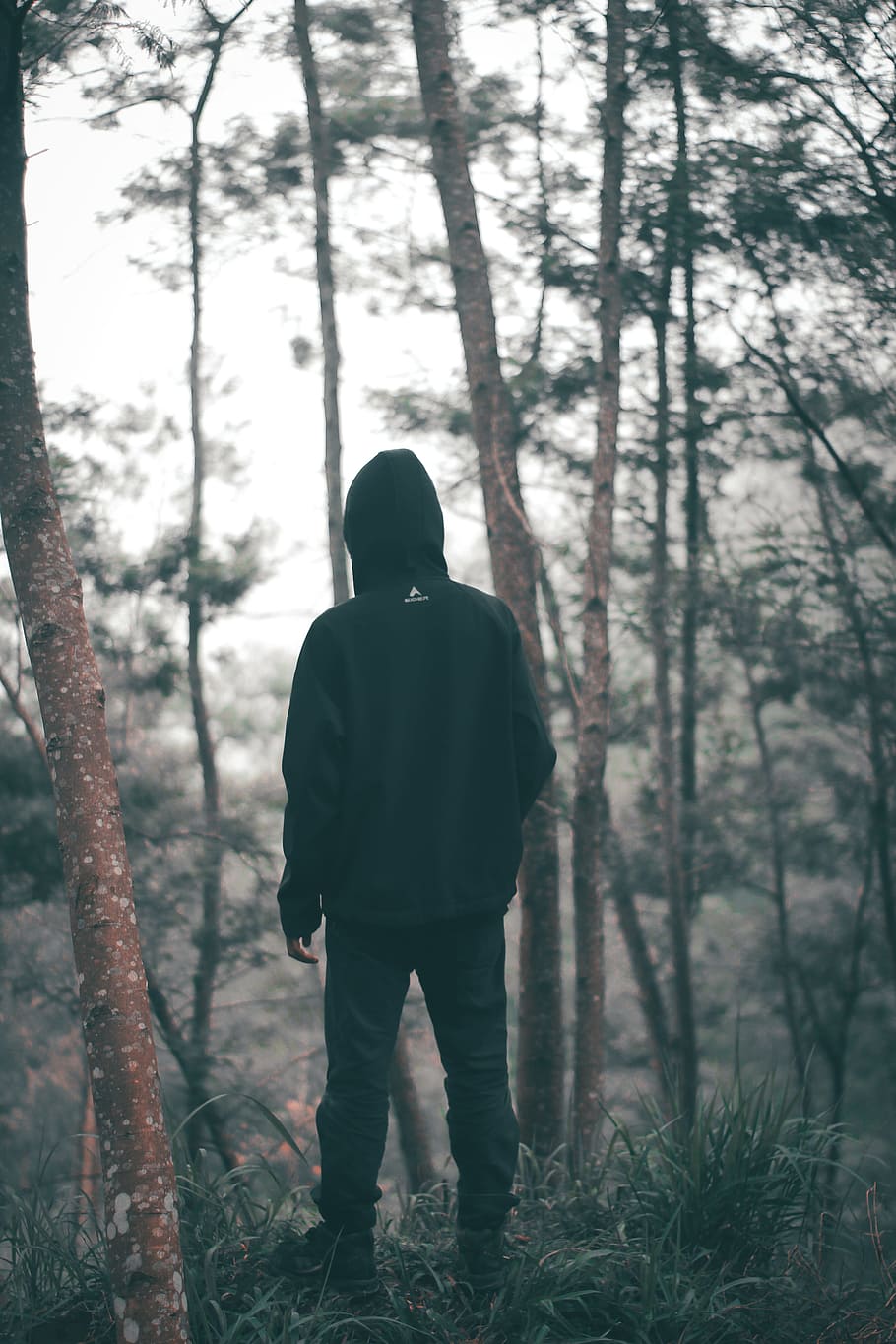 Man Wearing Black Hoodie With Black Pants Standing in the Middle of Forest, HD wallpaper