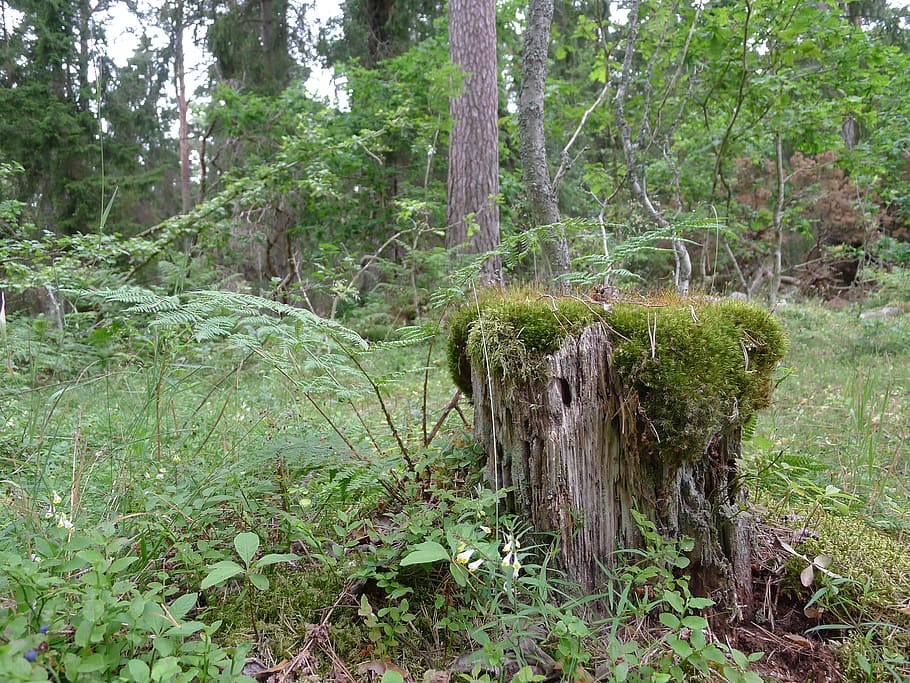 forest, stump moss, green, plant, tree, land, growth, tranquility HD wallpaper