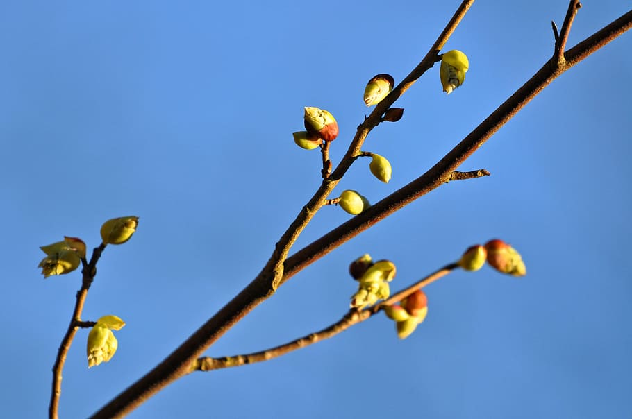 branch, bud, shoot, growing, budding, springtime, blue skies HD wallpaper