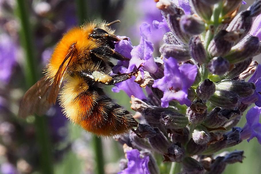 orange bee perching purple flower in close-up photography, insect HD wallpaper
