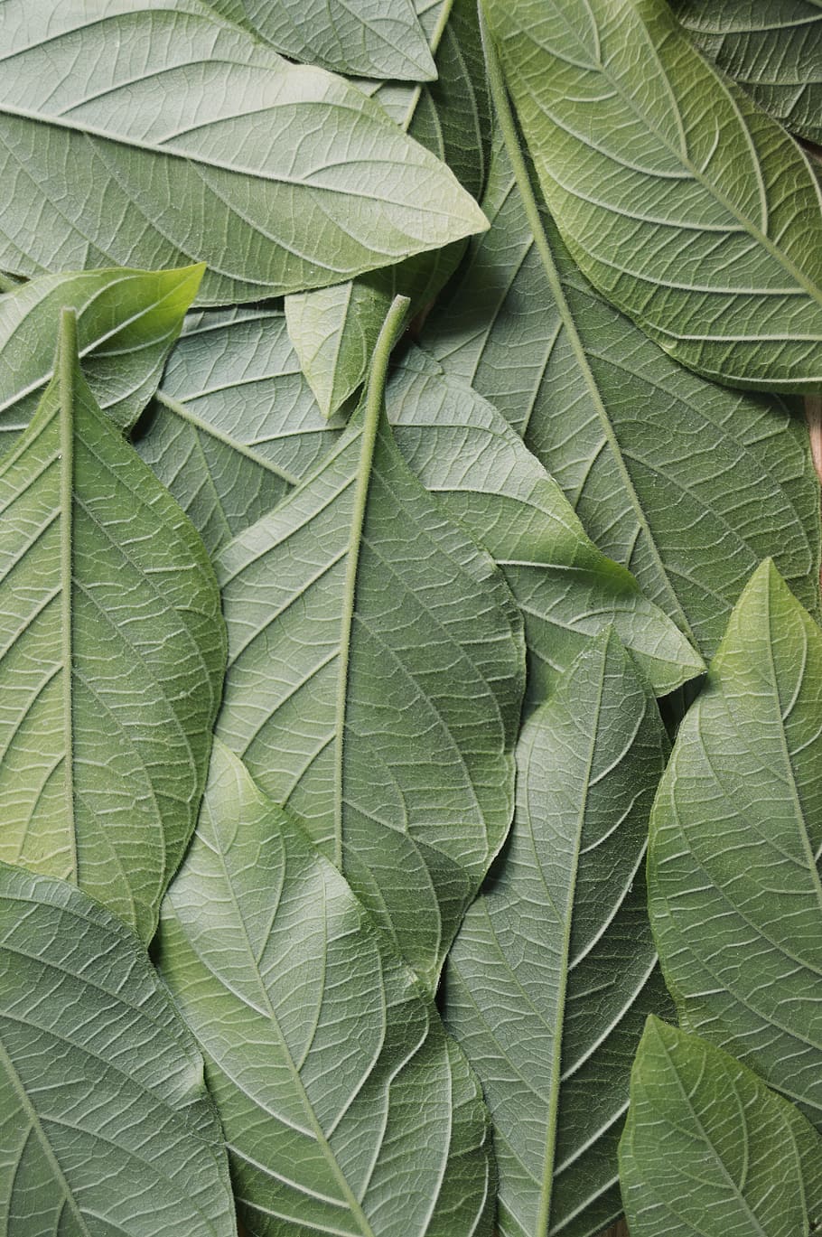 nature, pattern, leaves, green, botanical, close-up, environment HD wallpaper