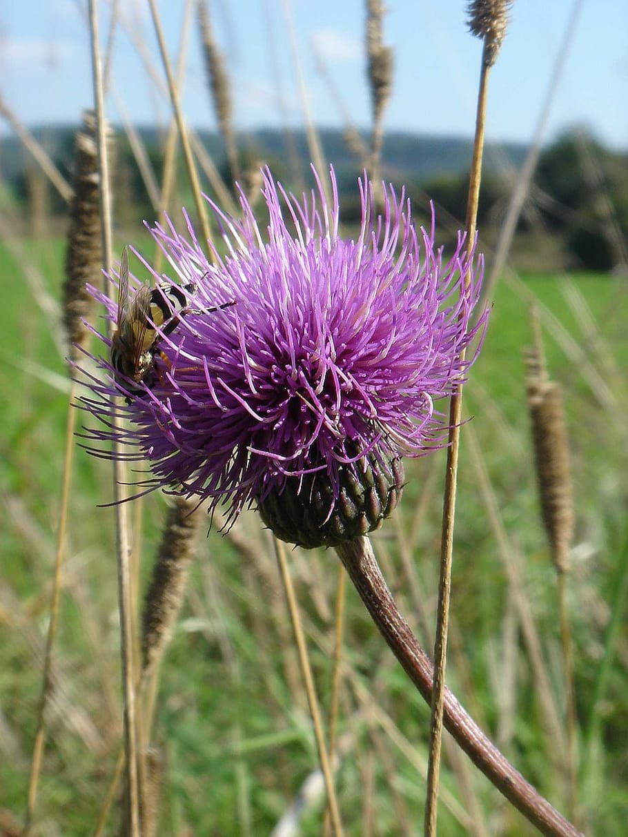 thistle, autumn, nature, violet, wild plant, bee, flower, flowering plant HD wallpaper
