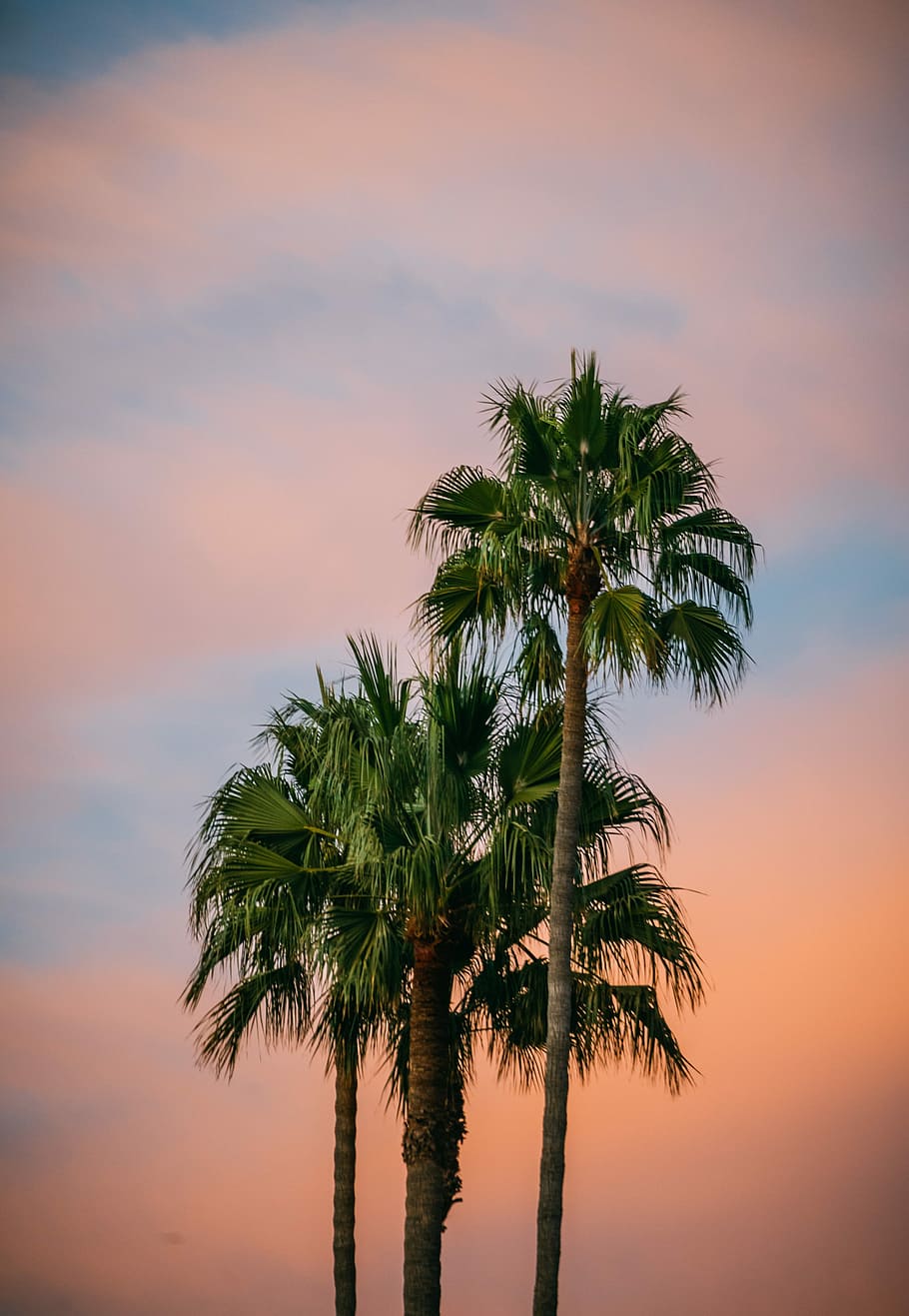 green palm trees, sunset, sunrise, pink, tropical climate, sky HD wallpaper