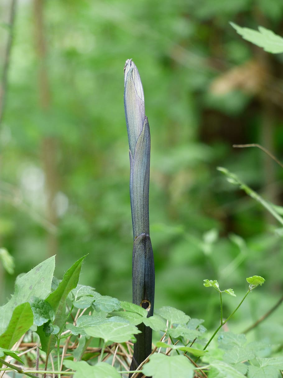 Scion, Engine, Stalk, Sprout, Plant, true solomon's seal, polygonatum odoratum HD wallpaper