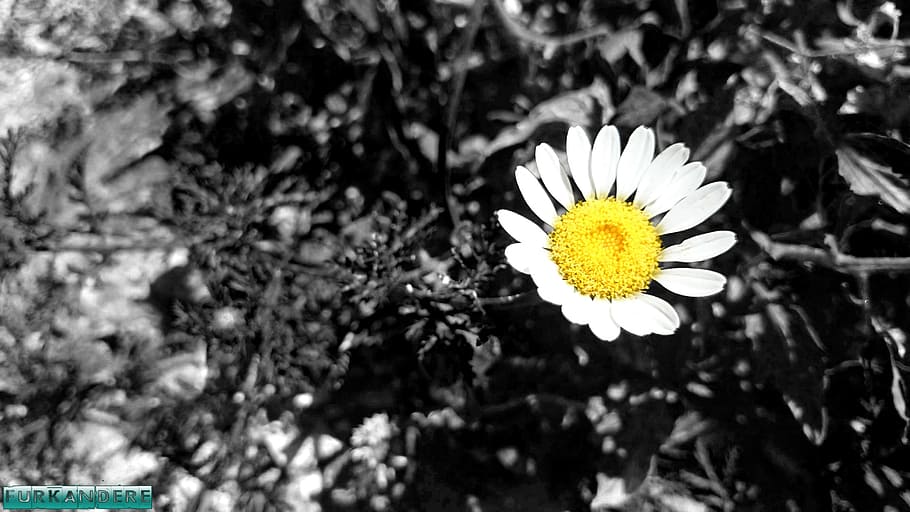 daisy, flower, flowers, flowering plant, freshness, fragility HD wallpaper