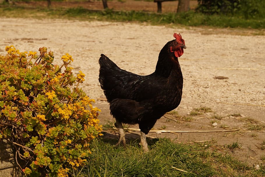Campaign, Gallo, Walk, agriculture, livestock, domestic animals HD wallpaper