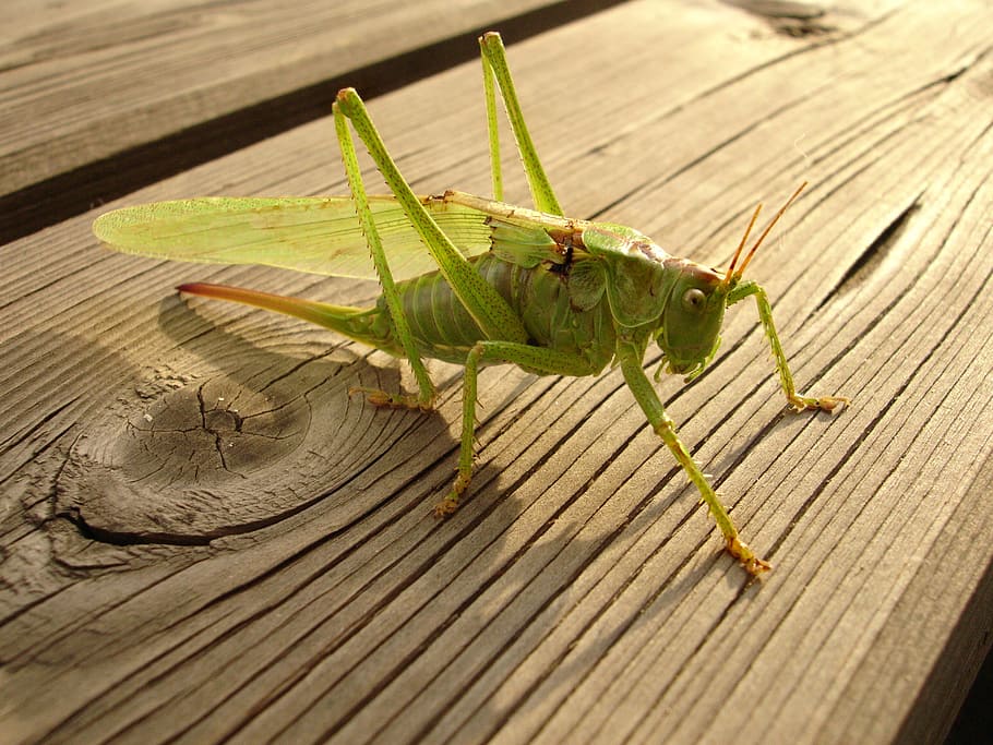 grasshopper, kobilka, animal themes, animal wildlife, wood - material HD wallpaper