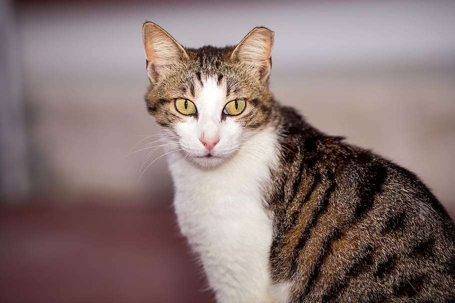 animals, cat, pet, pets, domestic, domestic cat, feline, domestic animals HD wallpaper