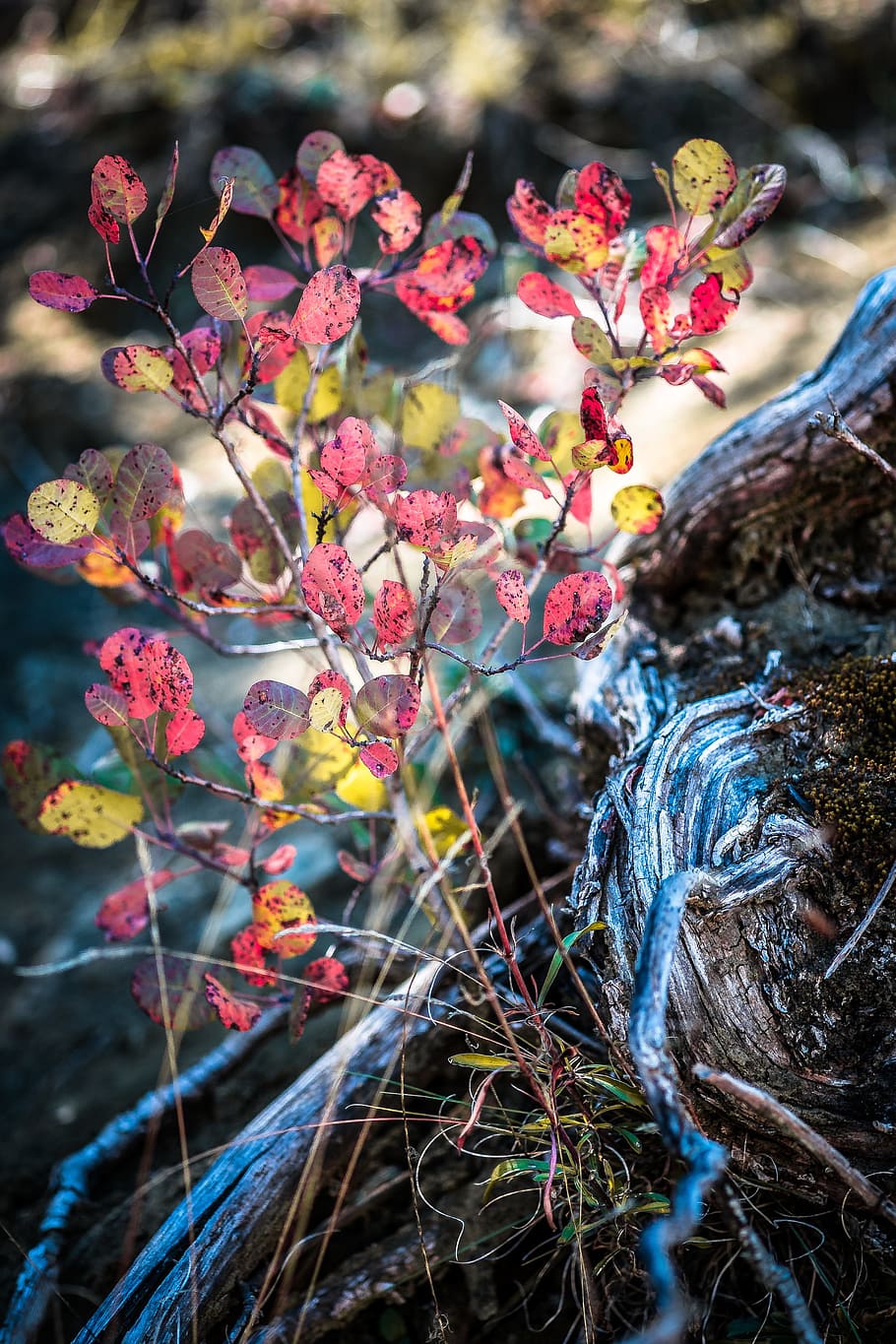 autumn, colors, red, root, nature, landscape, plant, flowering plant HD wallpaper