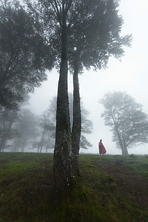 person in red cape standing near field of trees, person on side of tree HD wallpaper