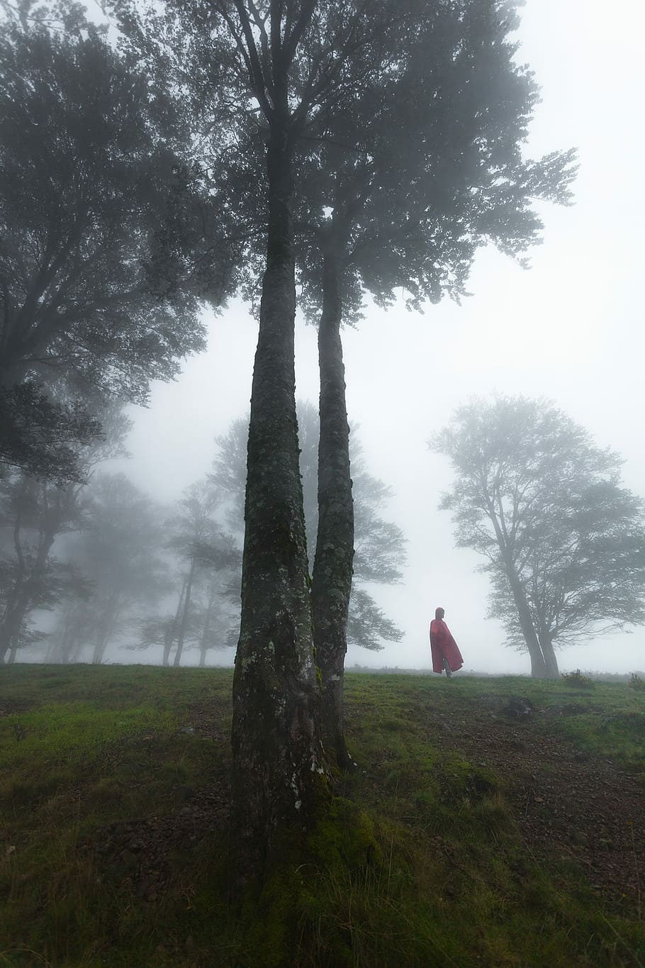person in red cape standing near field of trees, person on side of tree HD wallpaper