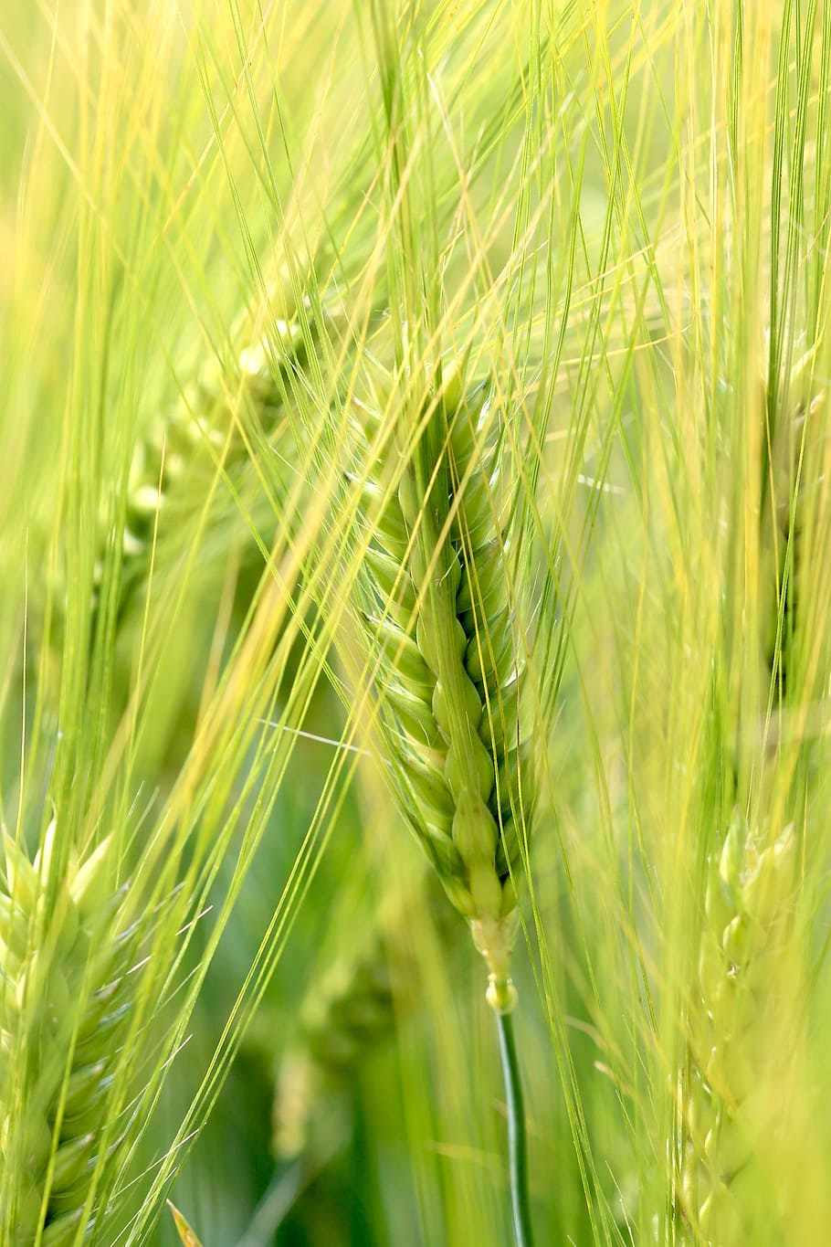 Wheat, Nature, Epi, Cornfield, Summer, fields, agriculture HD wallpaper
