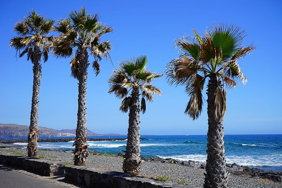 palm trees on seaside, promenade, beach, sand beach, swim, holiday, HD wallpaper