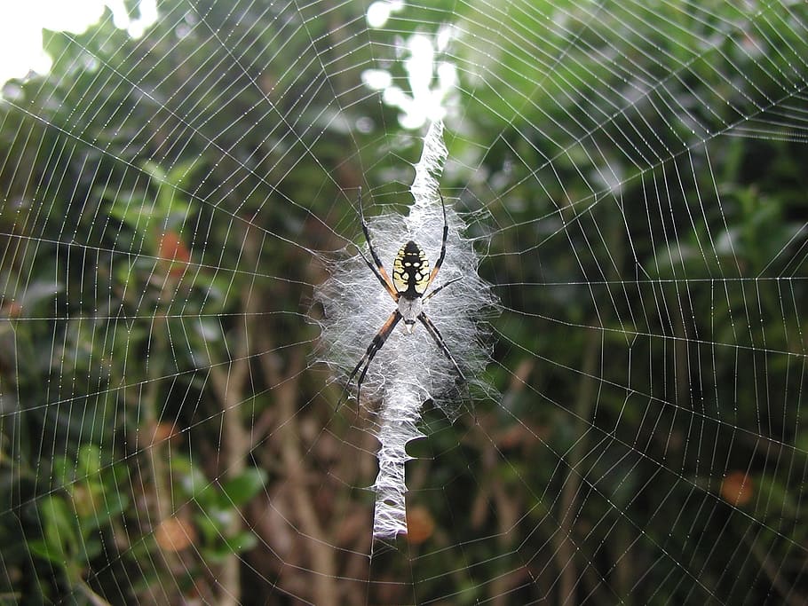 Yellow Garden Spider, Spider, Web, Macro, Insect, outdoors HD wallpaper