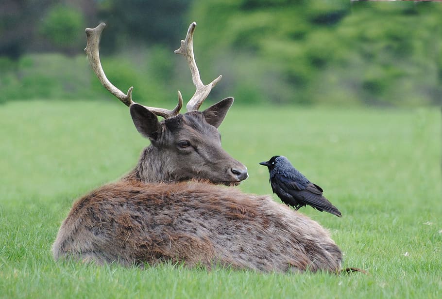 black crow perching on buck, nest building material, animal themes HD wallpaper