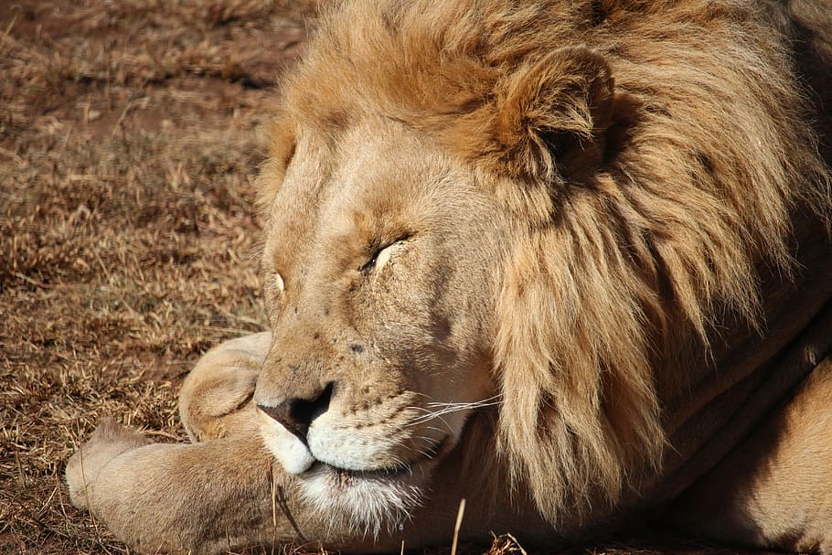 lion, sleeping, wildlife, mane, carnivore, big, king, africa HD wallpaper
