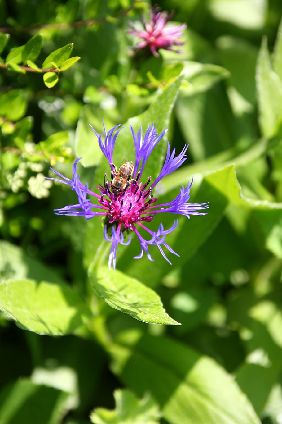 Thistle, Blossom, Bloom, Blue, Violet, flower, purple, meadow HD wallpaper
