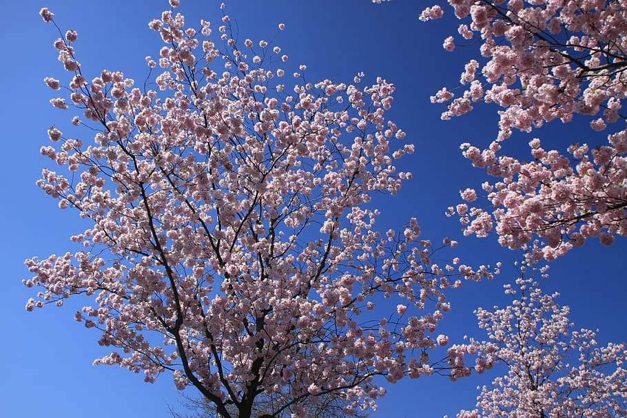 Pesco, Tree, Spring, rosa, flower, nature, blue, blossom, branch HD wallpaper