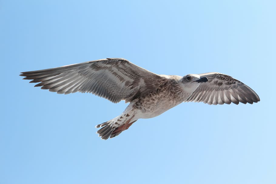 seagull, sky, wings, bird, fly, mediterranean, outdoors, animals in the wild HD wallpaper