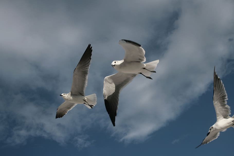 bird, dove, flying, wing, dom, peace, animal, love birds, blue HD wallpaper