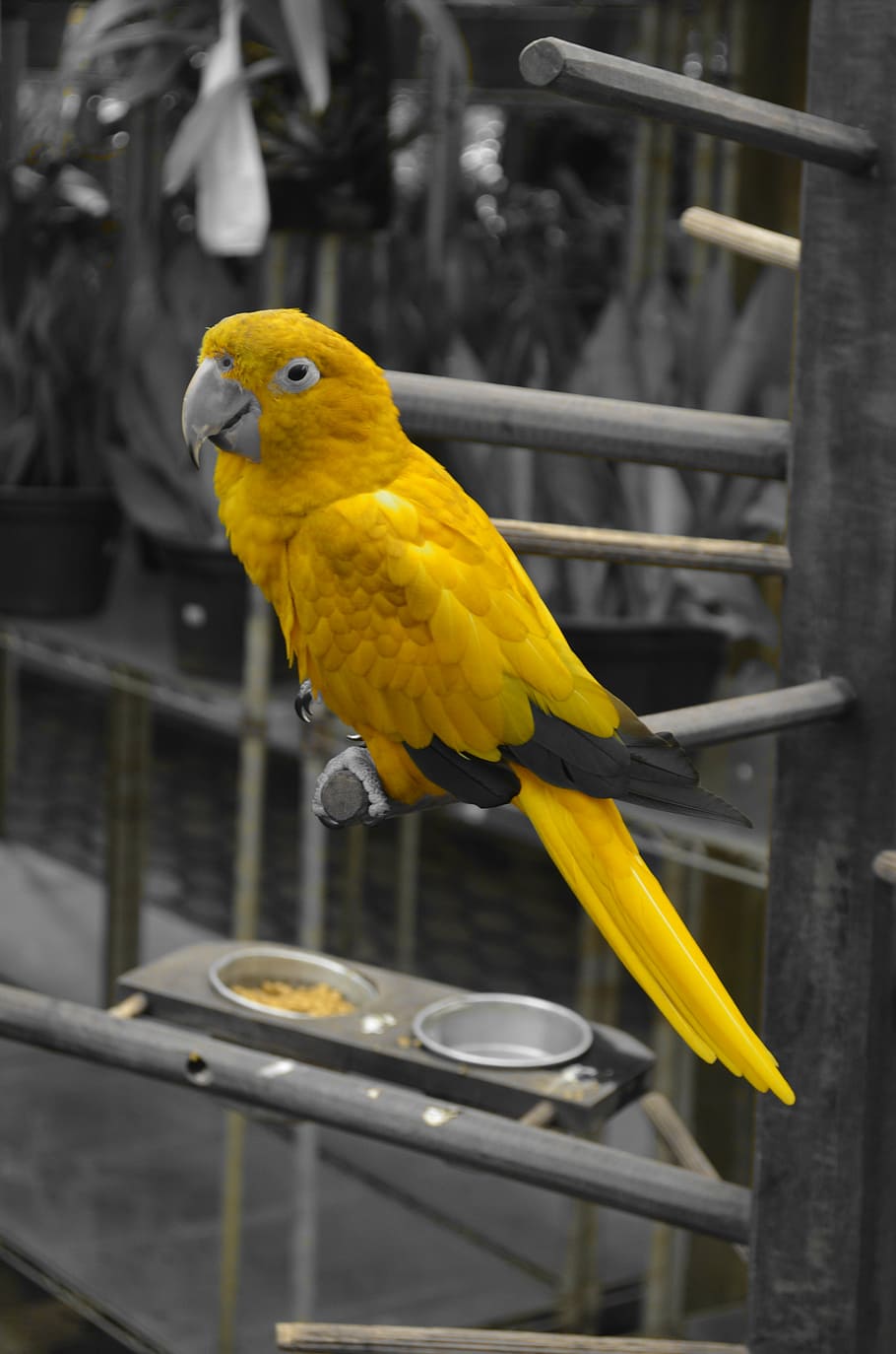 arara, animals, nature, bird, tropical birds, birdie, paige HD wallpaper