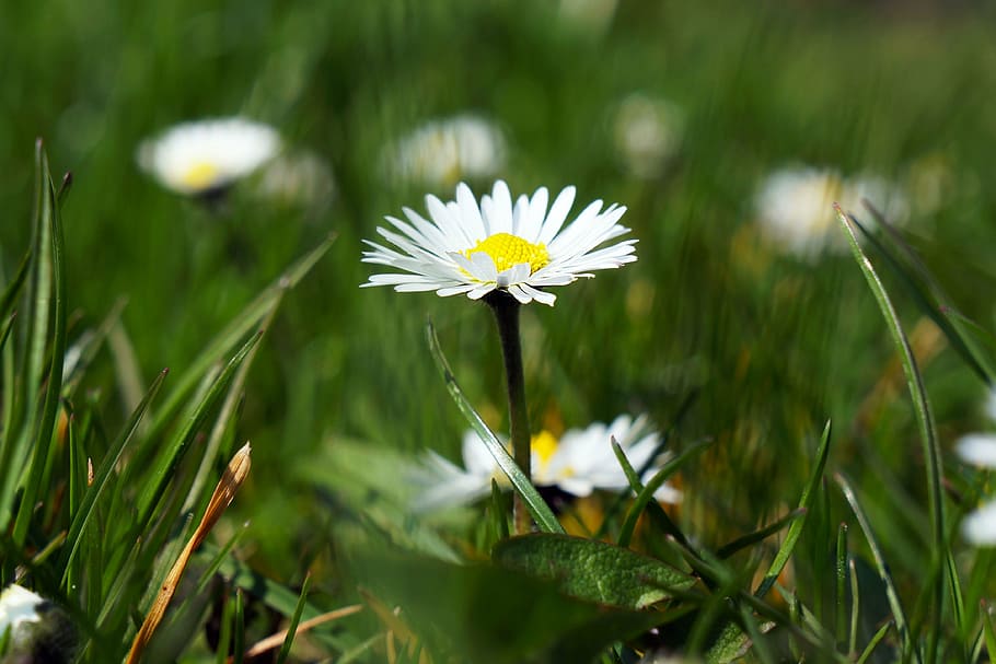 daisy, flower, white, spring, plant, meadow, nature, flowers HD wallpaper