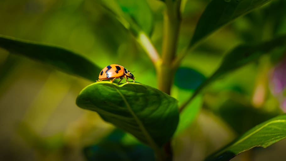 lady bug, flora, fauna, macro, insect, beetle, wildlife, animal wildlife HD wallpaper