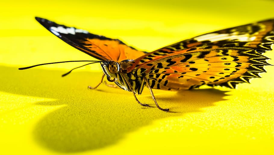 butterfly, insect, nature, butterfly - Insect, animal, animal Wing HD wallpaper