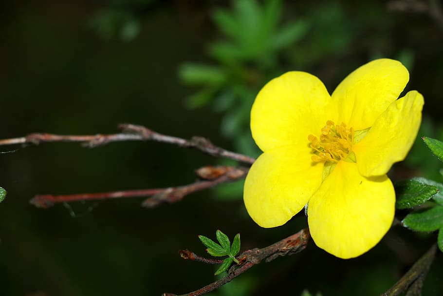 flower, bush, flowering, spring, flowering plant, yellow, freshness HD wallpaper