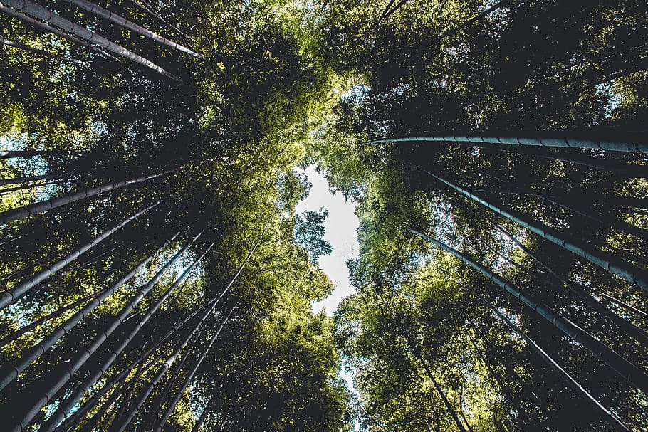 sky, bamboo, trees, plants, nature, growth, beauty in nature HD wallpaper