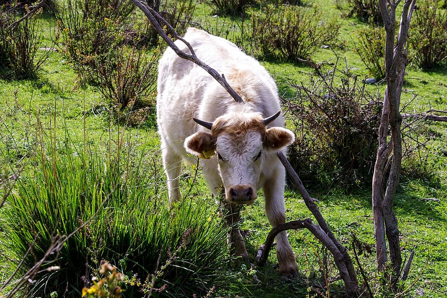 calf, cow, white, pasture, park pollino, calabria, livestock, HD wallpaper