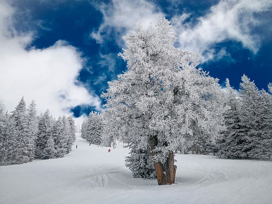 photography of snow plain with trees and clouds, tree covered with snow HD wallpaper