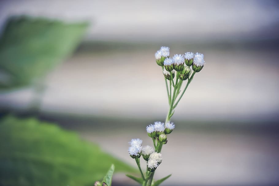 White Ageratum Close Up Photography, blur, bright, close-up, color HD wallpaper