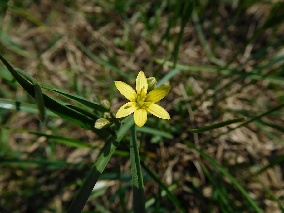 spring, grass, nature, greens, kvіtka, macro, flower, plant HD wallpaper